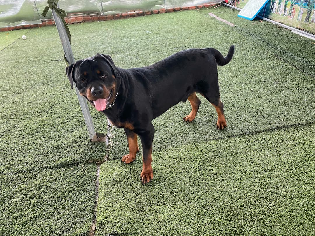 Mua bán chó Rottweiler thuần chủng