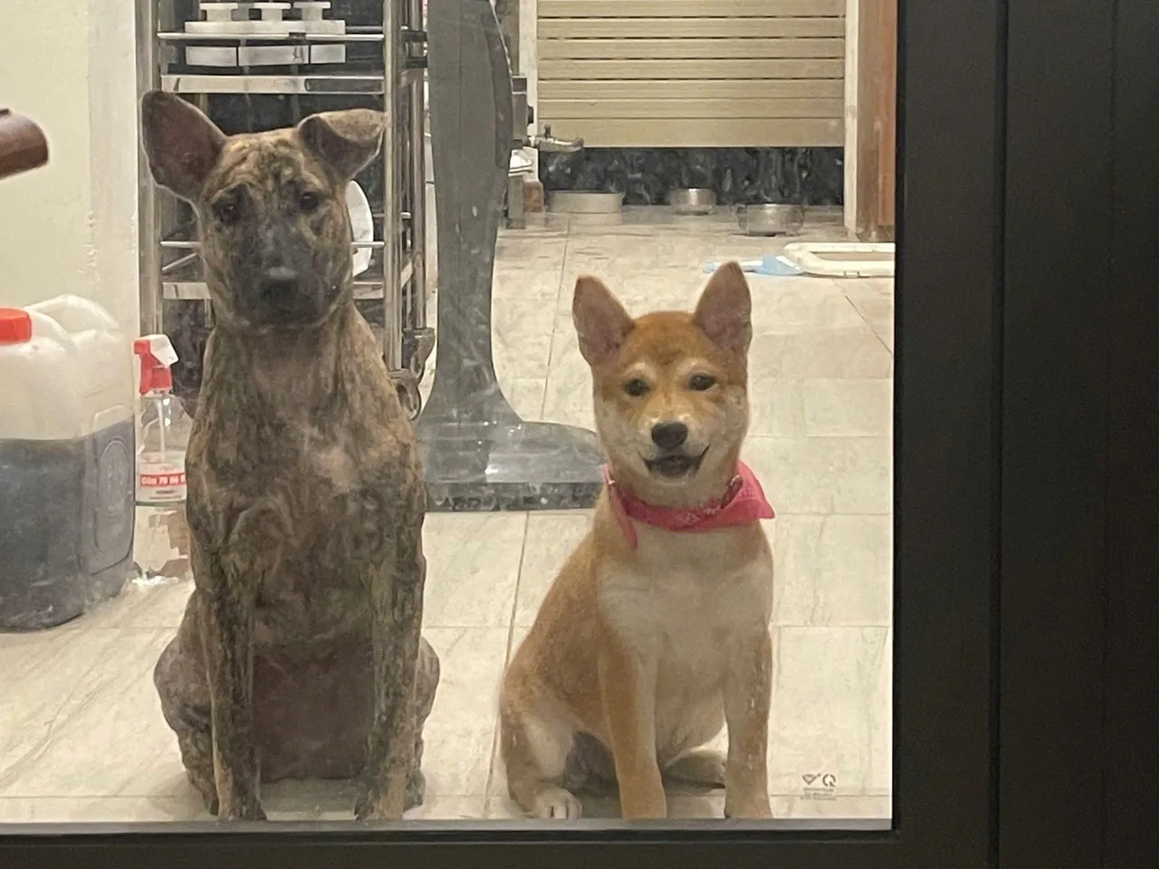 Hai bé chó vện và shiba ngồi ngoan sau cửa kính tại 119