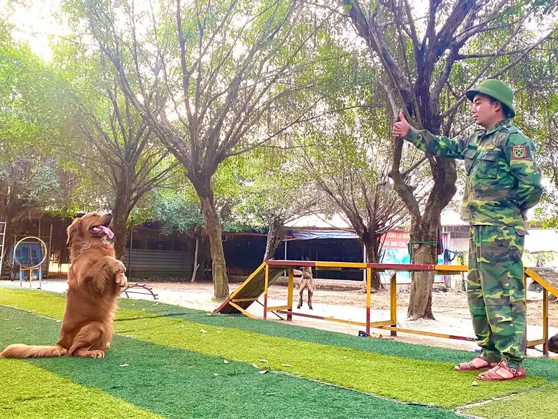 Môi trường huấn luyện chó nội trú 119