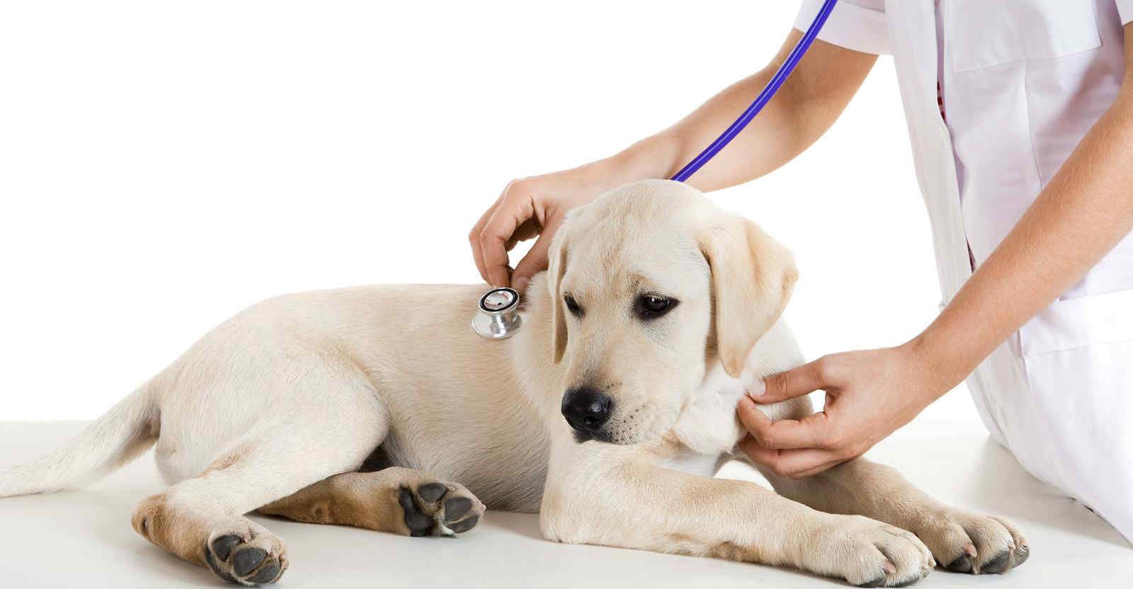 Bệnh ho cũi chó là gì? Nguyên nhân, triệu chứng và cách điều trị khoa học