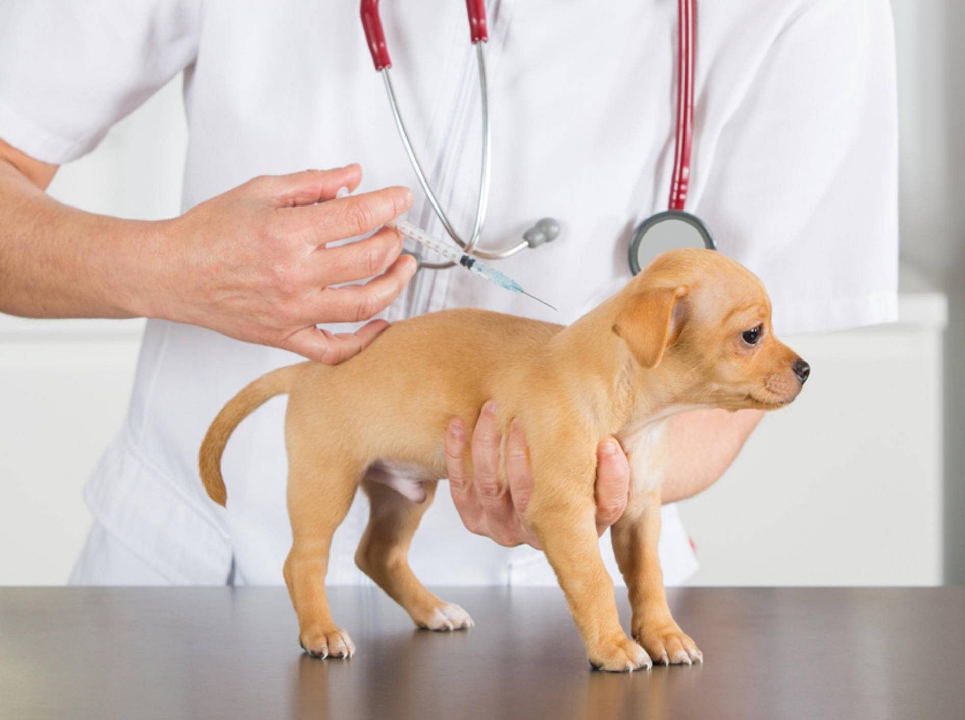 Bệnh Pravo ở chó: nguyên nhân, triệu chứng và cách điều trị