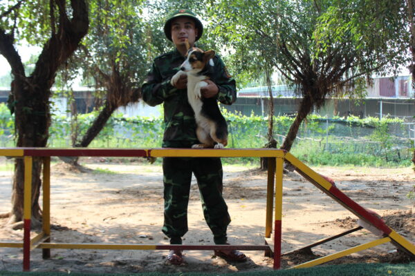 Bí quyết chọn trường huấn luyện chó Nha Trang ưng ý