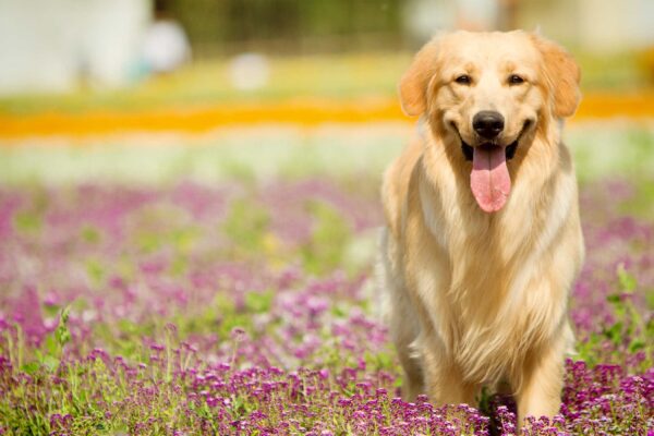Cách chăm sóc chó Golden luôn khỏe mạnh và tràn đầy năng lượng