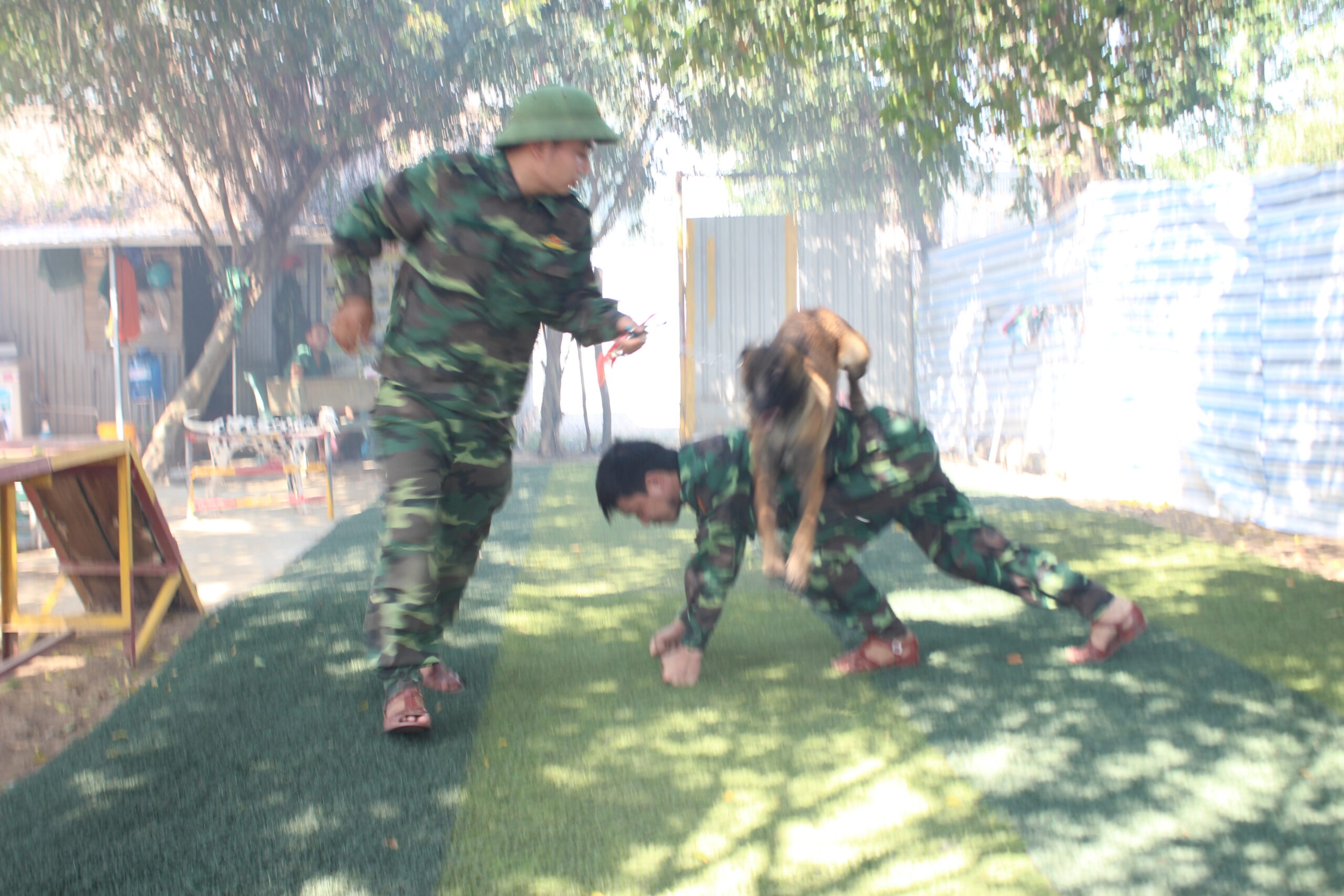 Cách huấn luyện chó tấn công khi có hiệu lệnh
