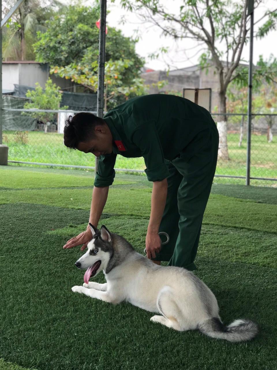huấn luyện chó husky