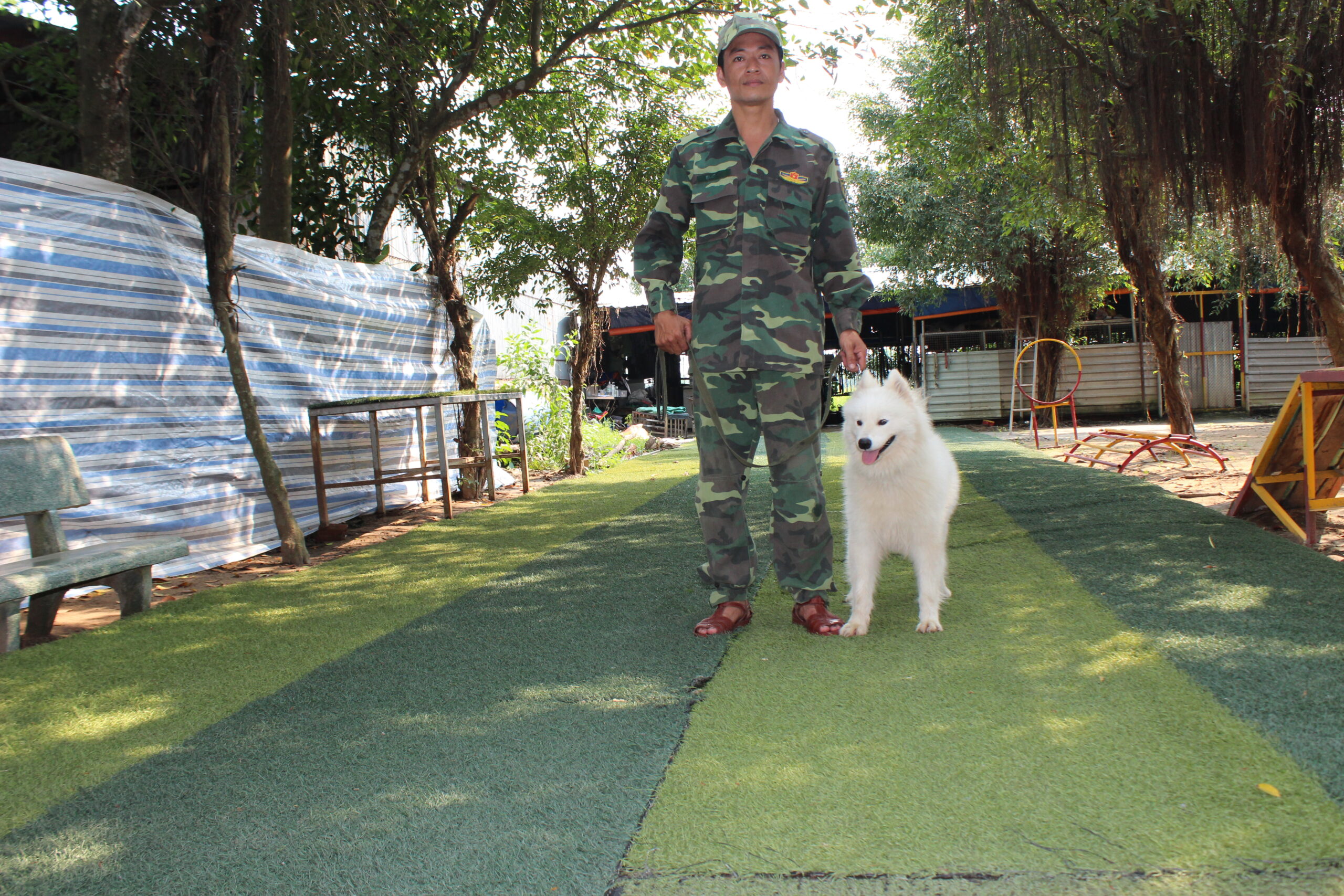 huấn luyện chó samoyed