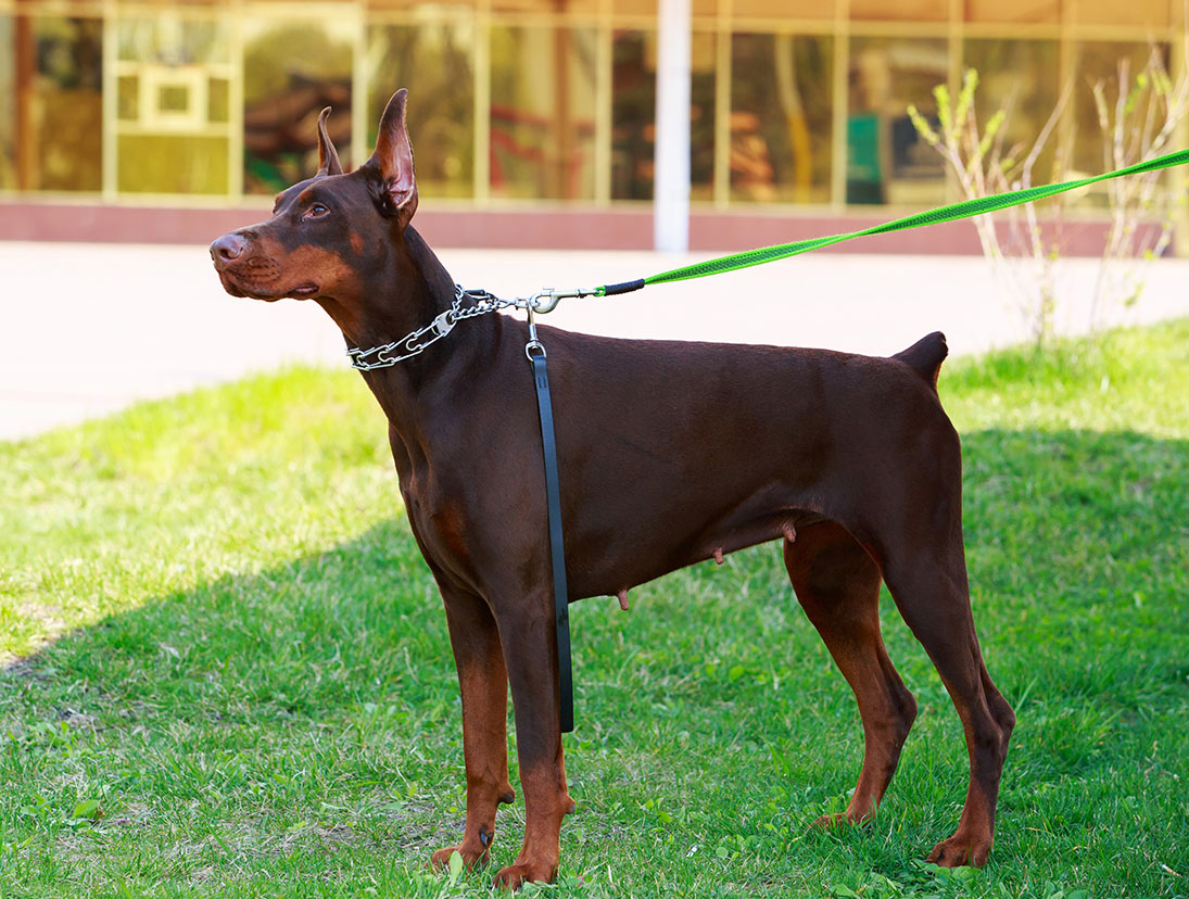 một chú chó doberman đeo dây màu xanh đứng hiên ngang trong nắng