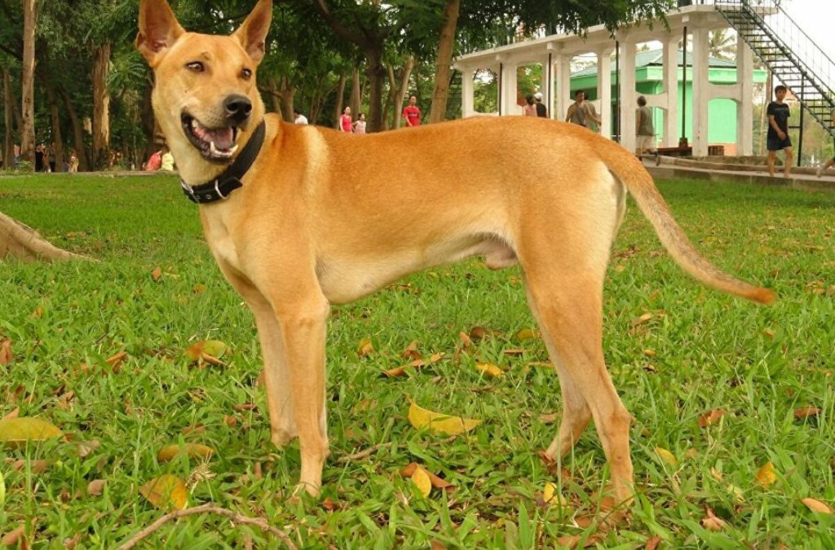 Mua bán chó Phú Quốc thuần chủng giá tốt uy tín chất lượng