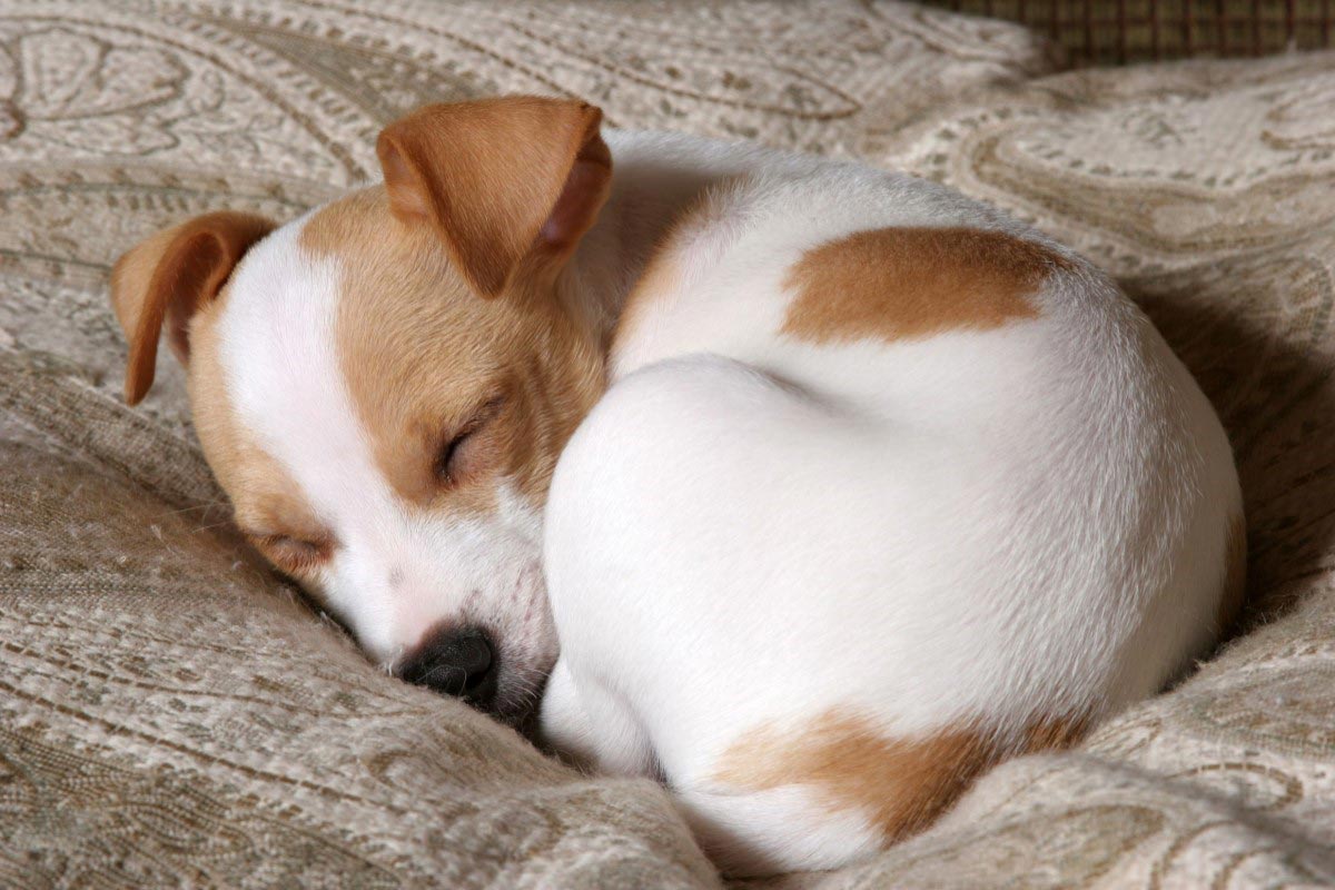 Tâm lý loài chó: sự thật thú vị về tư thế ngủ của chó