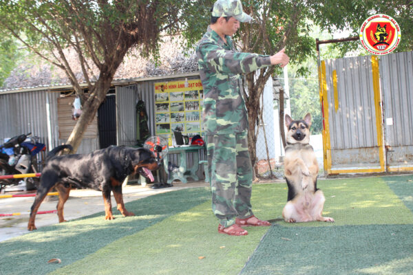 Tiêu chí để chọn trường huấn luyện chó Biên Hòa uy tín chất lượng
