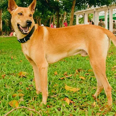 Mua bán chó Phú Quốc thuần chủng giá tốt uy tín chất lượng