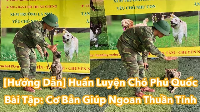 [Hướng Dẫn] Huấn Luyện Chó Phú Quốc Ngoan - Thuần Tính - Huấn Luyện Mọi Loại Cún