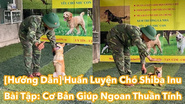 [Hướng Dẫn] Huấn Luyện Chó Shiba Inu Ngoan - Thuần Tính - Huấn Luyện Mọi Loại Cún